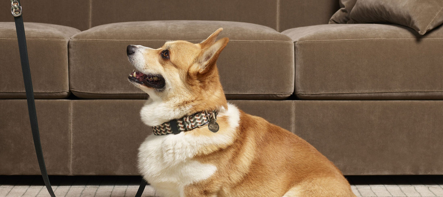 Poltrona Frau pet collar in Pelle Frau leather